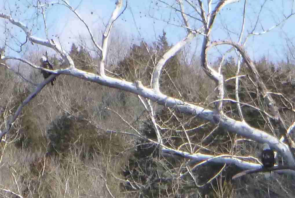 2018-01-21 Onondaga 2 eagles.jpg